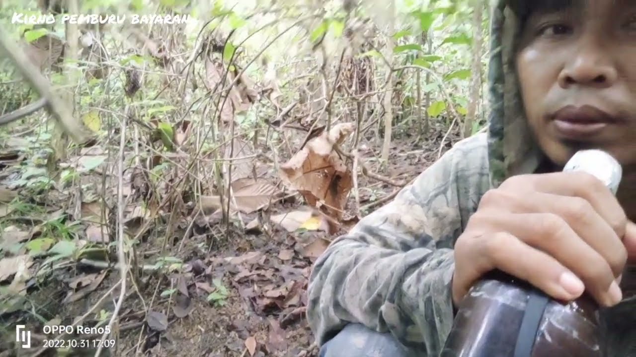 Berburu Rusa dan ngerau kijang,bersama putra Rimba,poin kijang besar