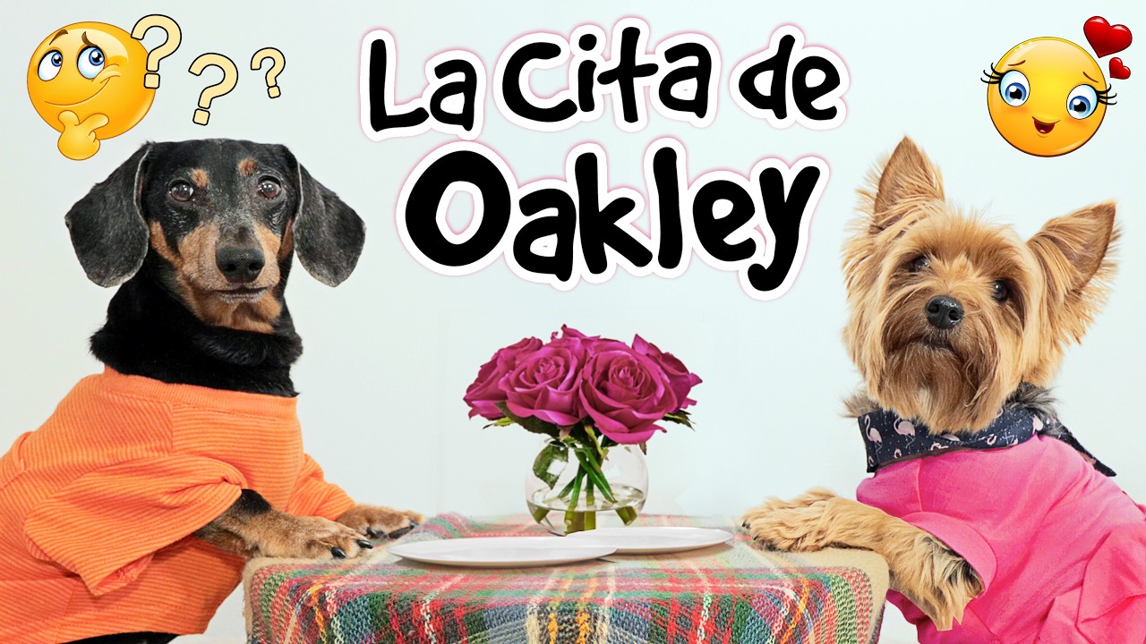 Perro Salchicha Tiene una Cita Romántica 💘🐶