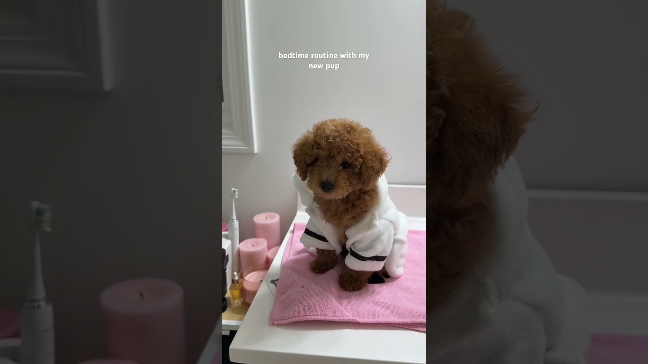 bedtime routine with my new pup 🐶 #puppy #puppy life#poodle  #asmr