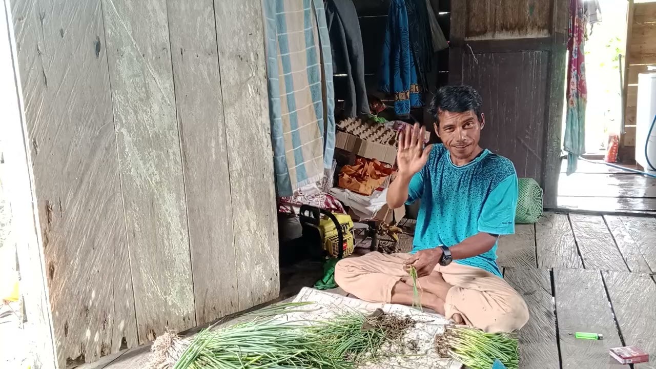 BERSIKAN DAUN BAWANG BUAT TANAM DI SAAT HUJAN