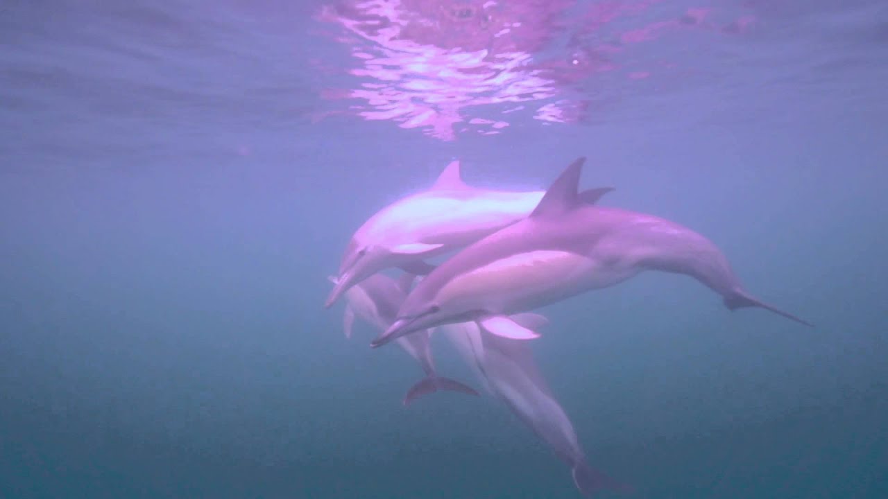 Common Dolphins in Port Phillip Bay