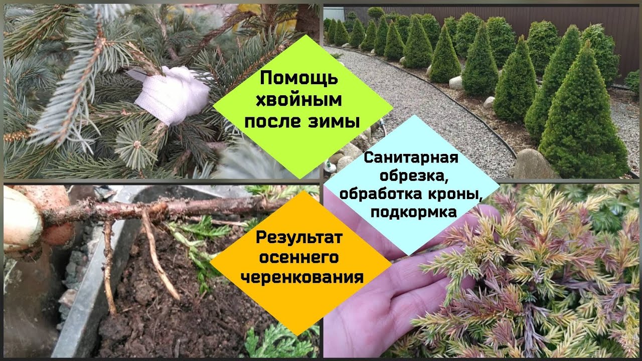 Помощь хвойным после зимы. Результат осеннего черенкования.