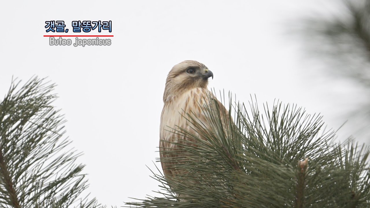 갯골의 말똥가리 (Buteo japonicus)