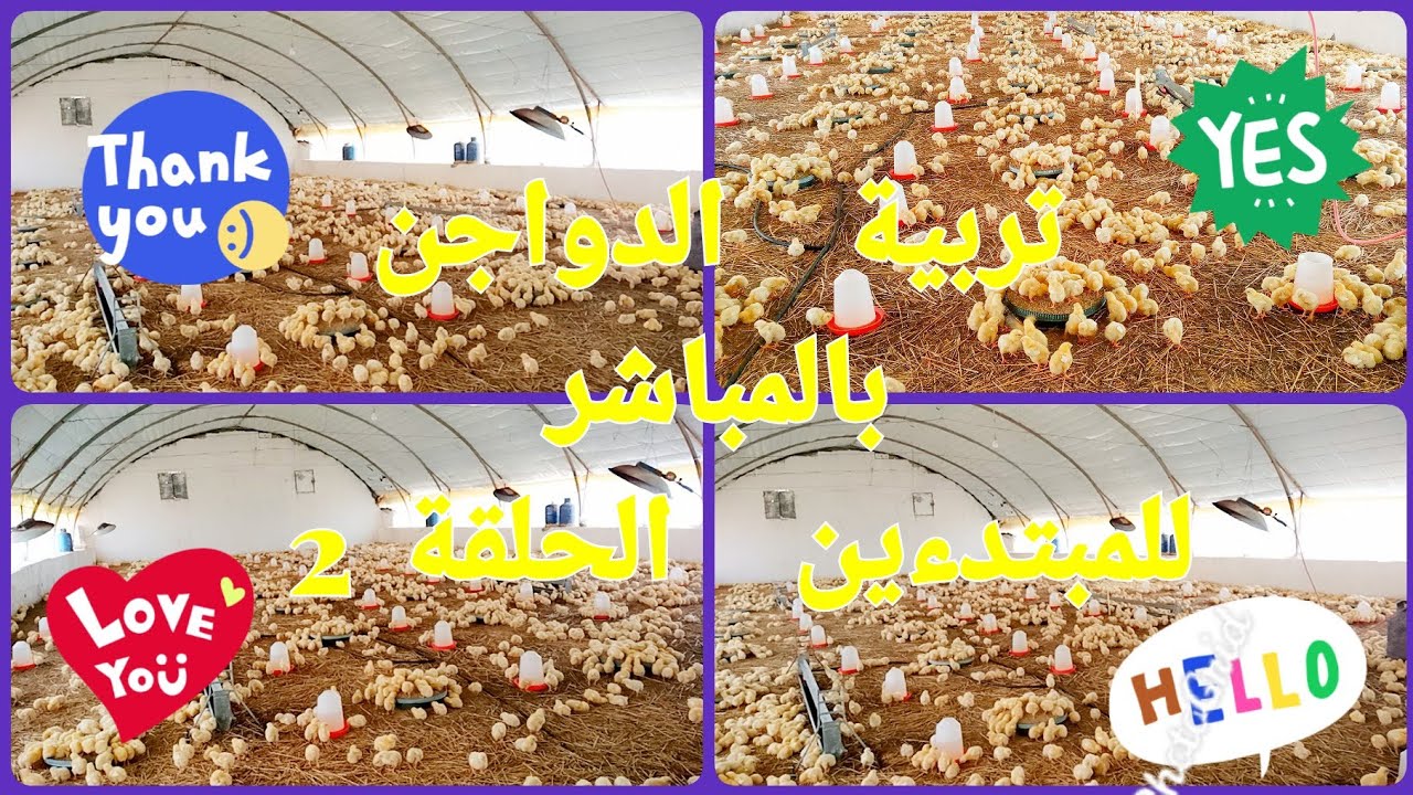 تربية الدجاج  بالمباشر الحلقة2