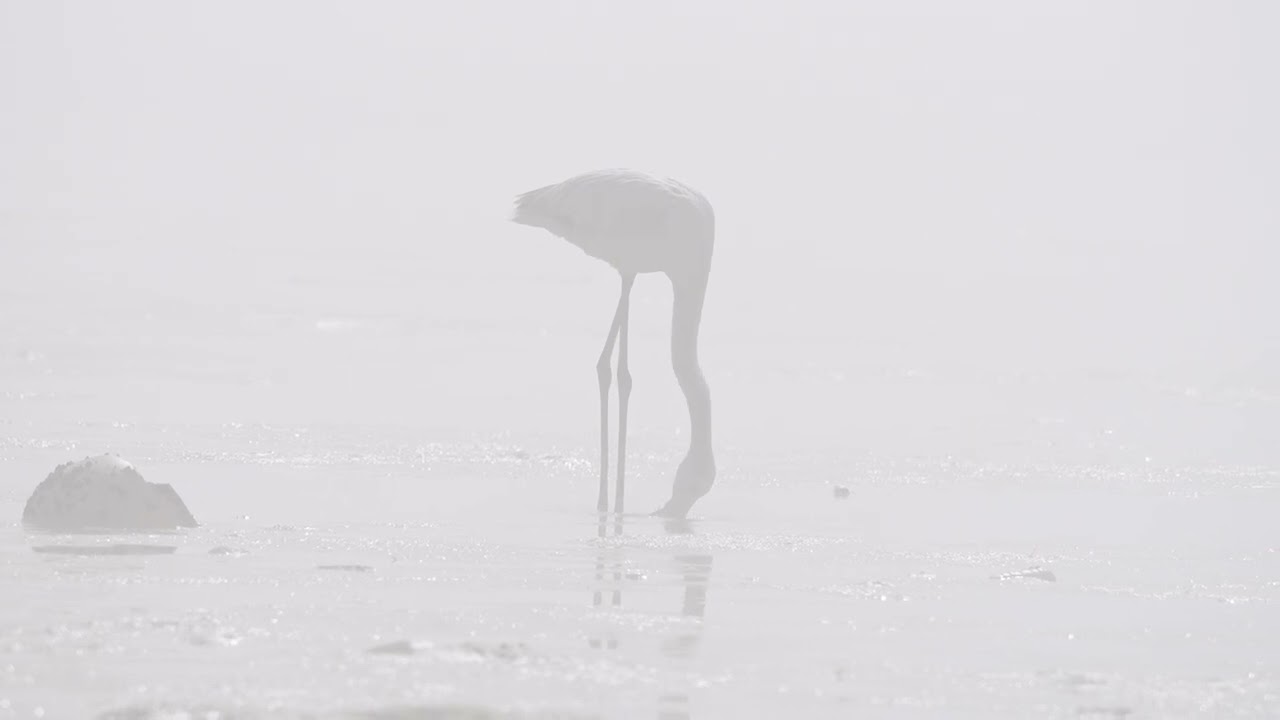 FOGGY