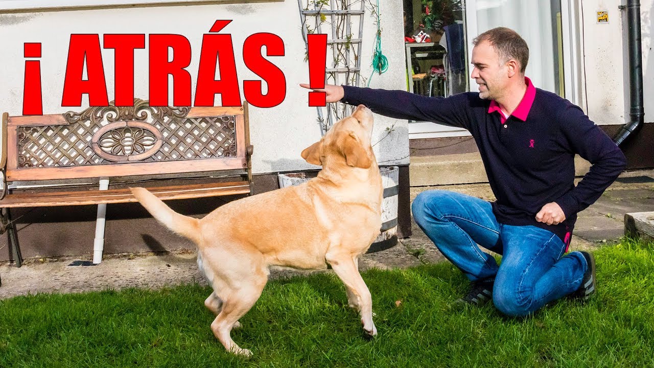 Cómo Enseñar a tu PERRO a ANDAR hacia ATRÁS