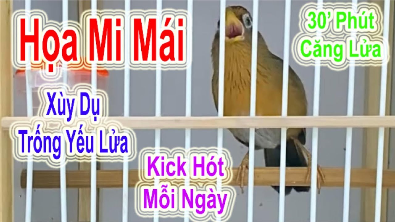 Họa Mi Mái Xùy Dụ Trống Yếu Lửa - Kick Hót Mỗi Ngày 30 Phút Căng Lửa