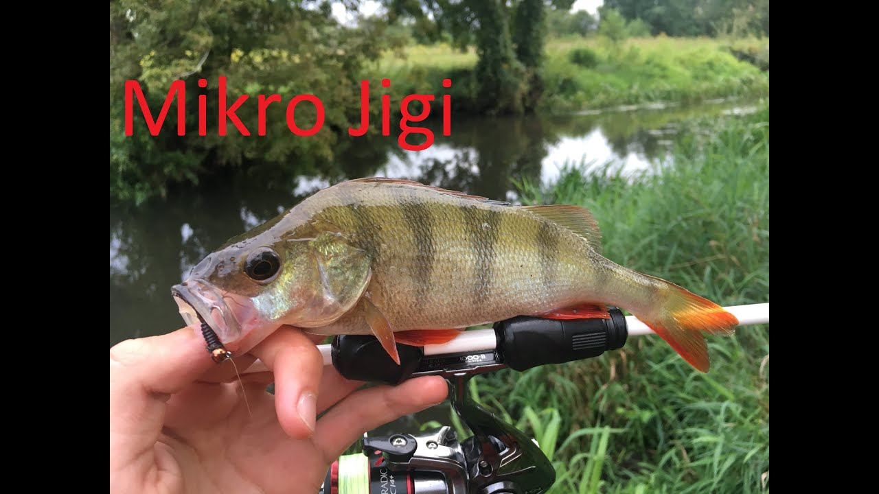 Wędkarstwo Spinningowe Rzeka JEZIORKA - Okonie, Jazie, Szczupaki na MIKRO JIGI  |Jak łowić na jigi?