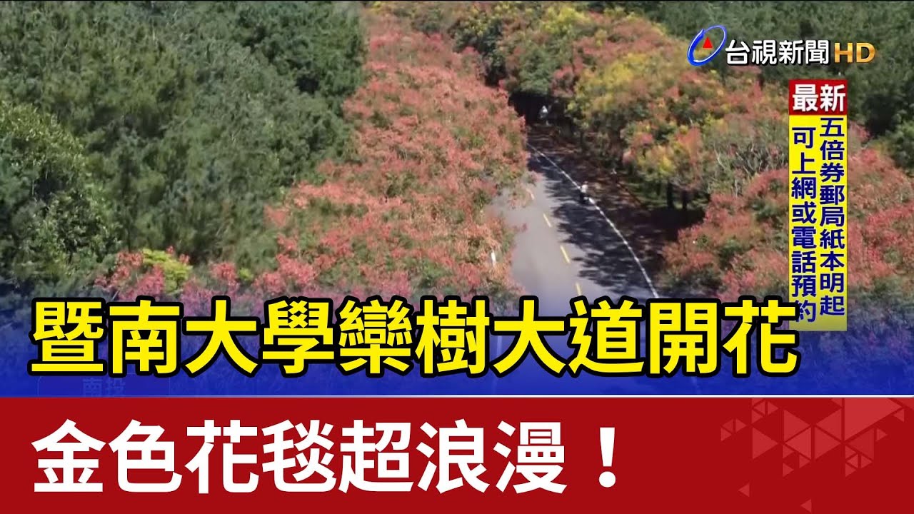 暨南大學欒樹大道開花 金色花毯超浪漫！
