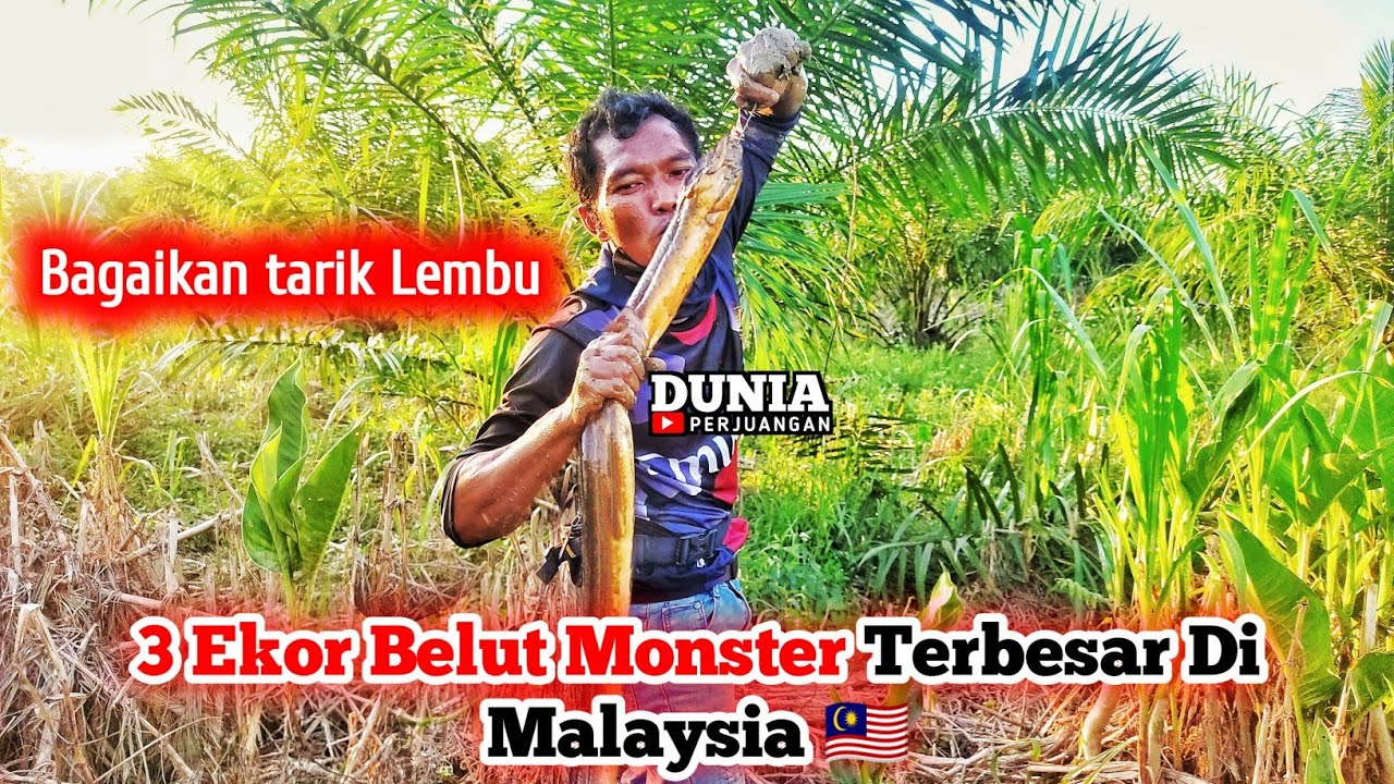 MANCING BELUT MONSTER MALAYSIA TERBESAR  DI TAHUN 2022 🇲🇾