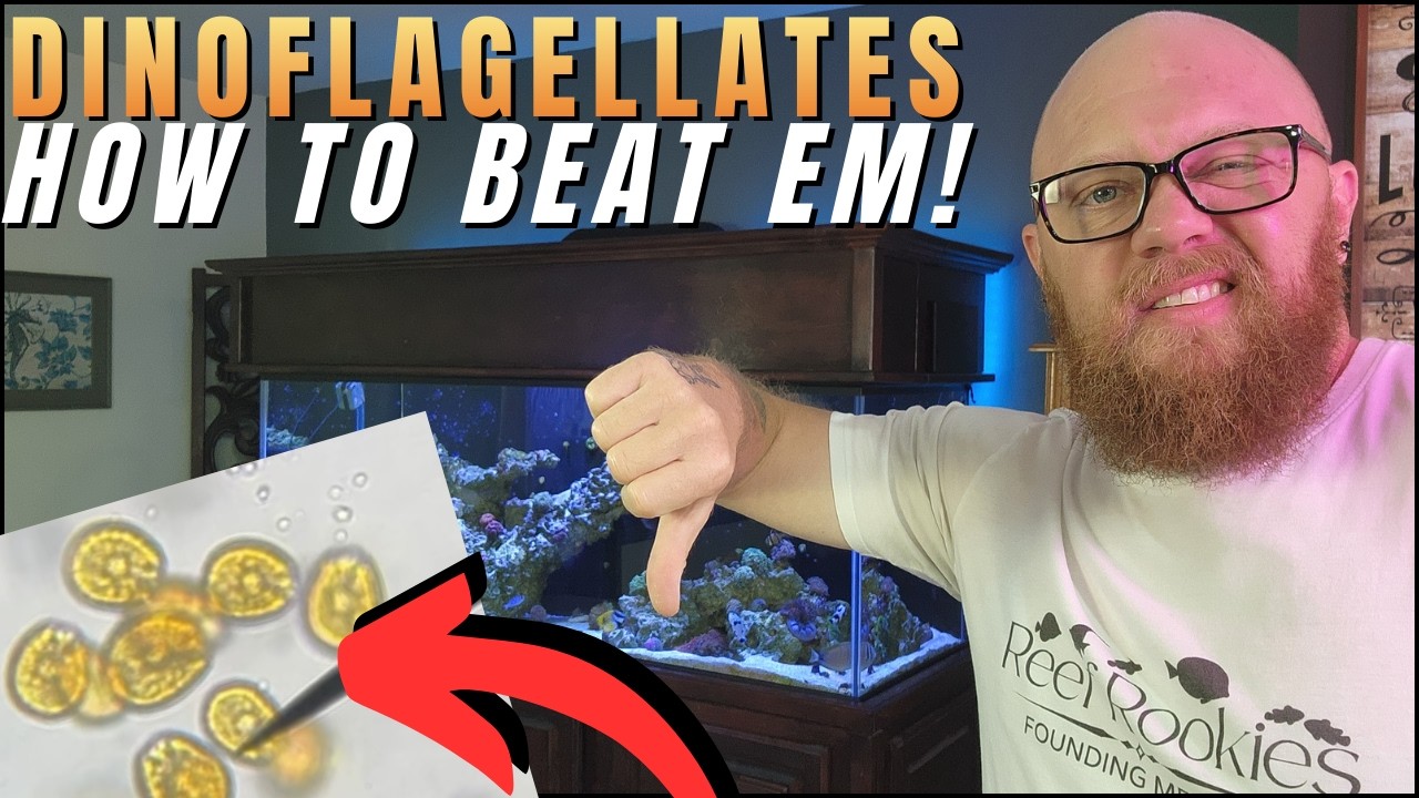 How to Recover a Reef Tank from Dinoflagellates without crashing it!