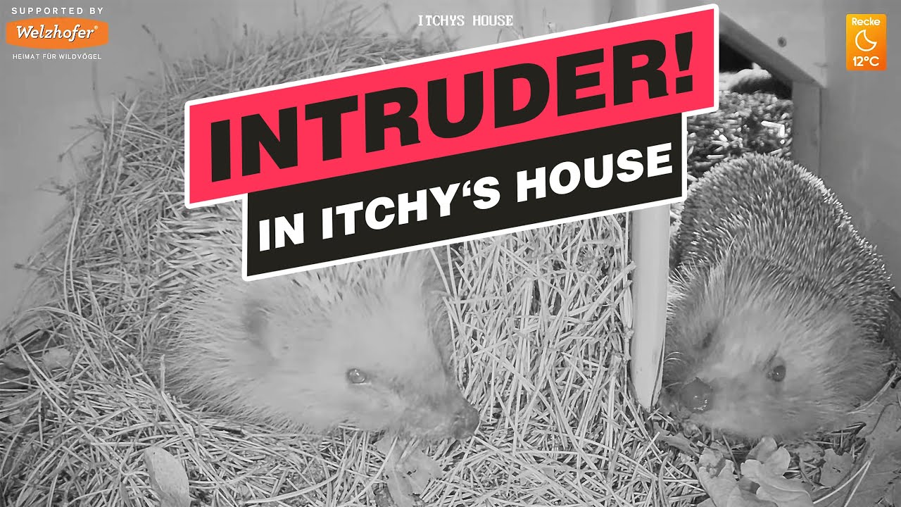 Intruder in Itchy's House - Fight in the hedgehog house - Recke, Germany - May 09, 2021