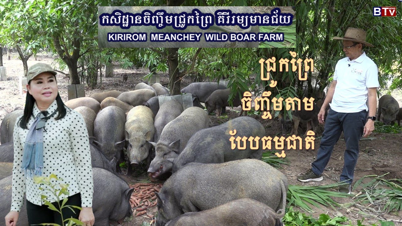 AGRICULTURE/កសិកម្ម : កសិដ្ឋានជ្រូកព្រៃ គីរីរម្យមានជ័យ(Kirirom Meanchey Wild  Boar Farm)