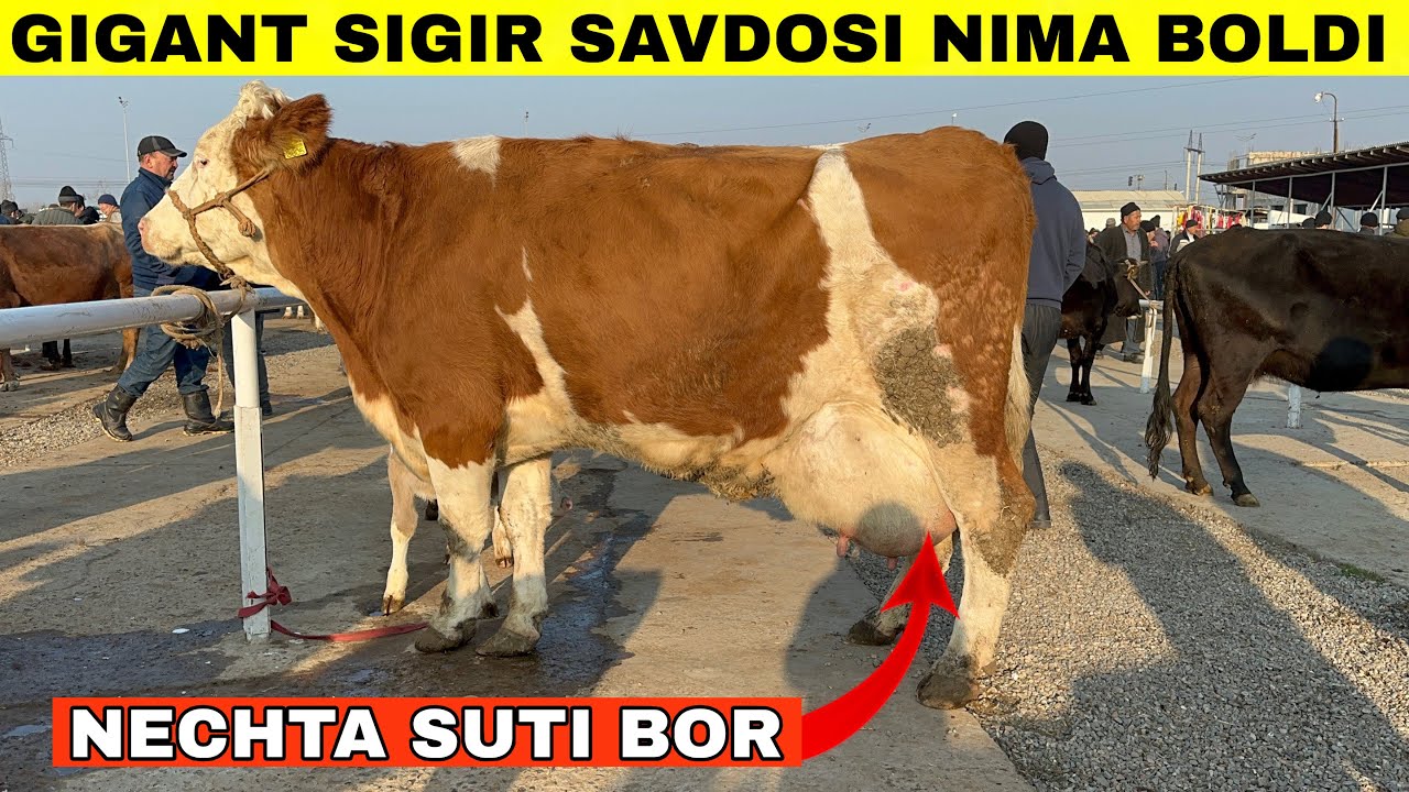 Bugun Bozor Kasodga Uchradi😳 Narxlar Yana Tushmoqda Honajin,Sigir,Qisir Narxlari Samarqand Sabxoz 