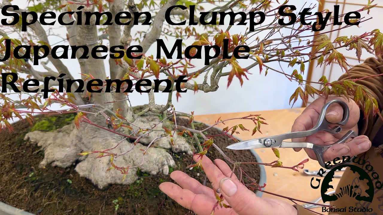 Refining a specimen clump style maple - Greenwood Bonsai