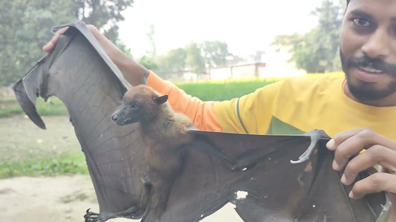 कितना बड़ा चमगादड़ chamgadad #animal  Aswani  joshi vlog