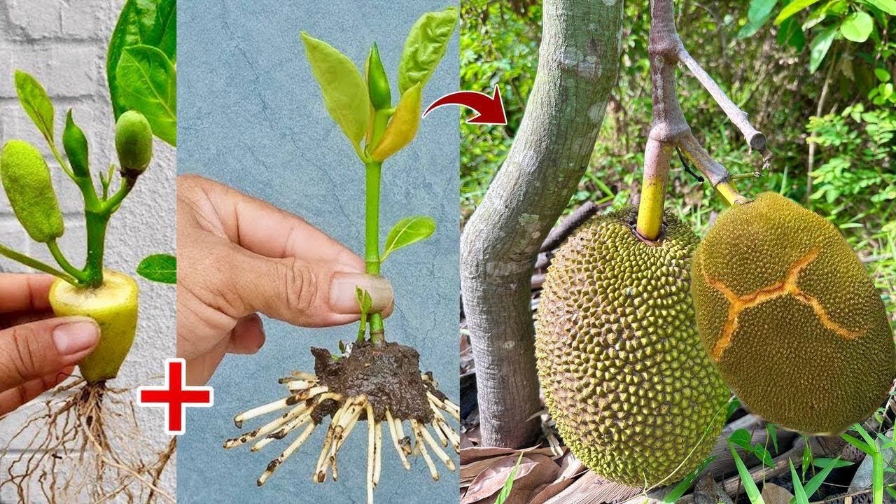 Method of grafting jackfruit trees using ripe bananas to produce fruit quickly 100%