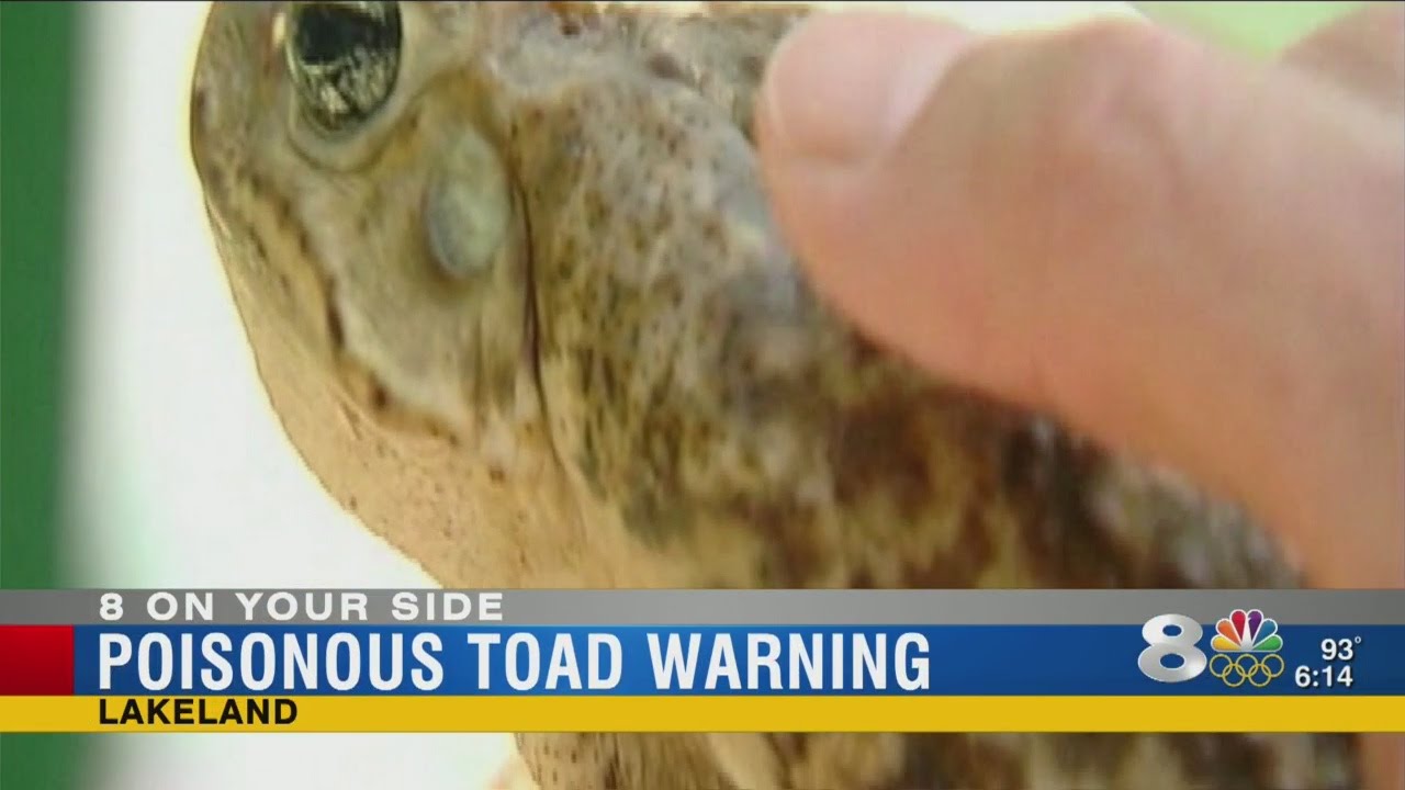 8 On Your Side Warning: Poisonous Bufo toads in Tampa Bay area can kill pets