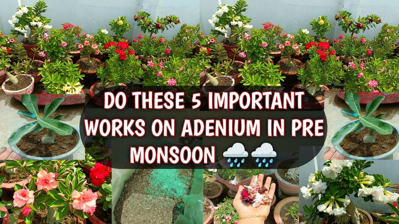 DO THESE 5 IMPORTANT TASKS FOR ADENIUM BEFORE THE MONSOON 🌧️🌧️ | PRE-MONSOON ADENIUM CARE 🌧️🌧️