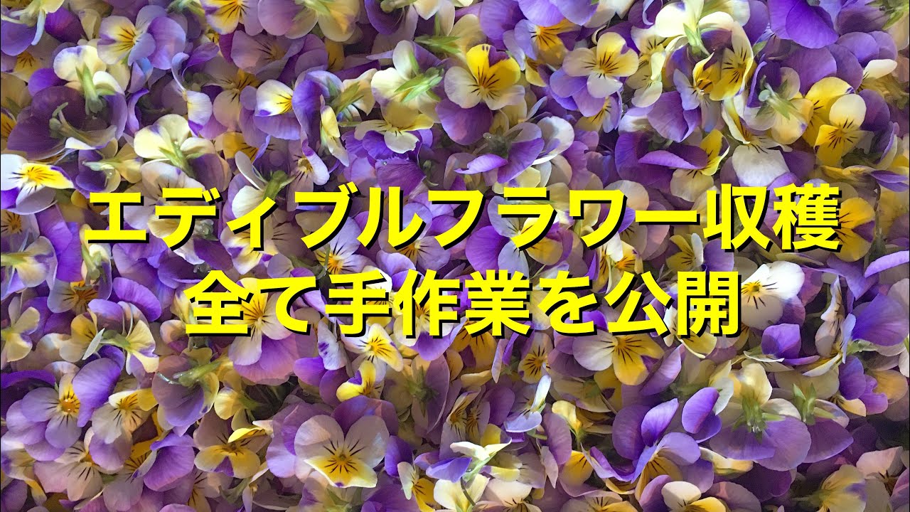 エディブルフラワー収穫から出荷までの全て