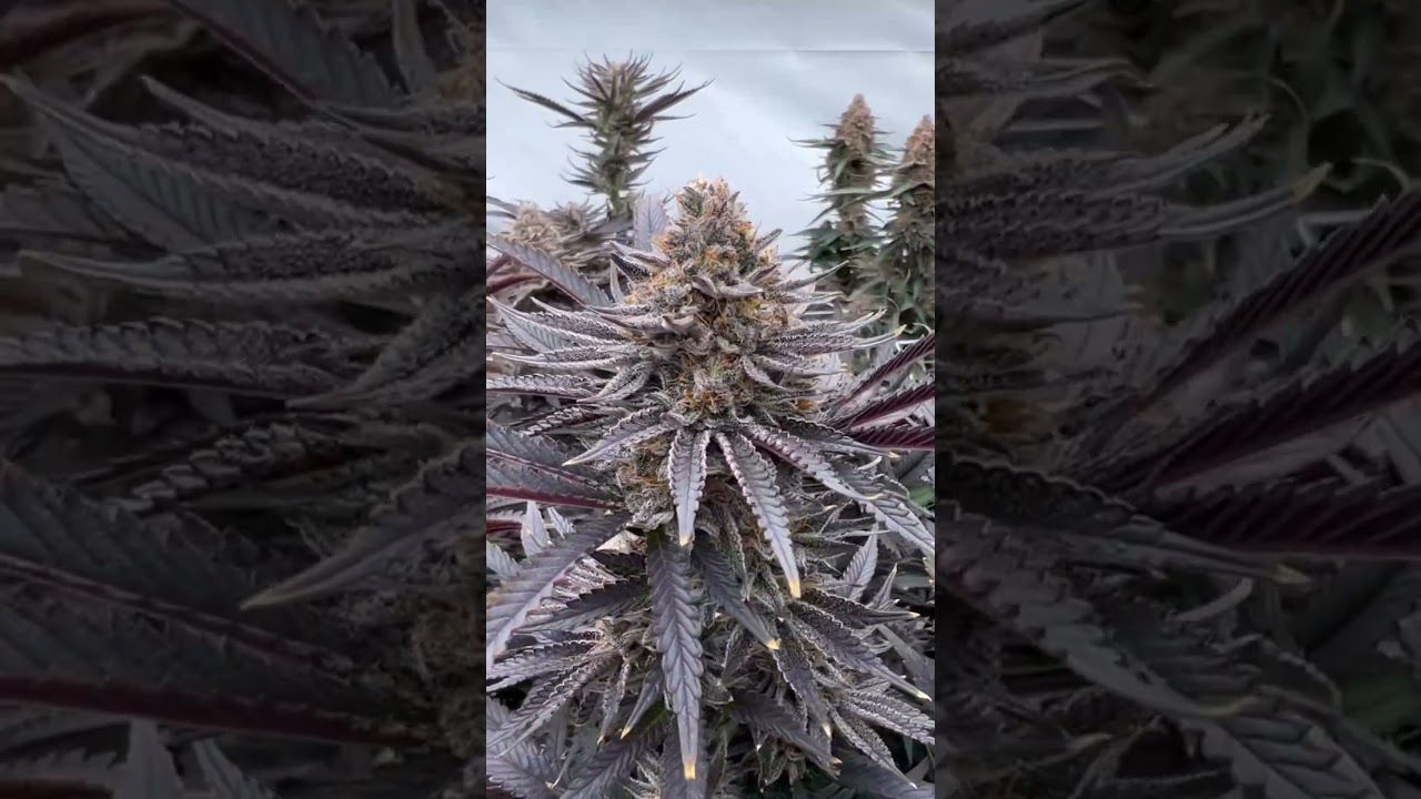 🤩Check out this amazing grow setup using the Spider Farmer SE7000! 🌿