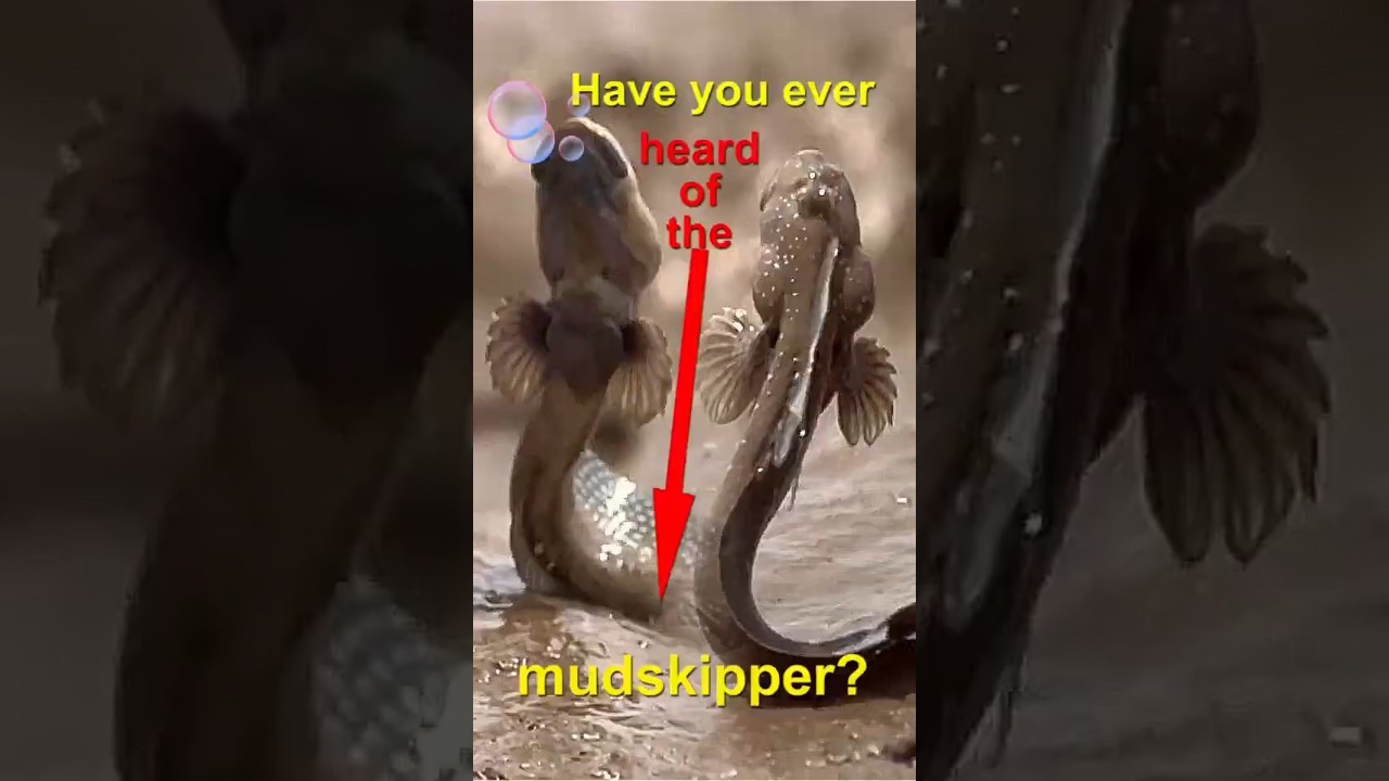 Have you ever heard of the mudskipper? Walk on Land 