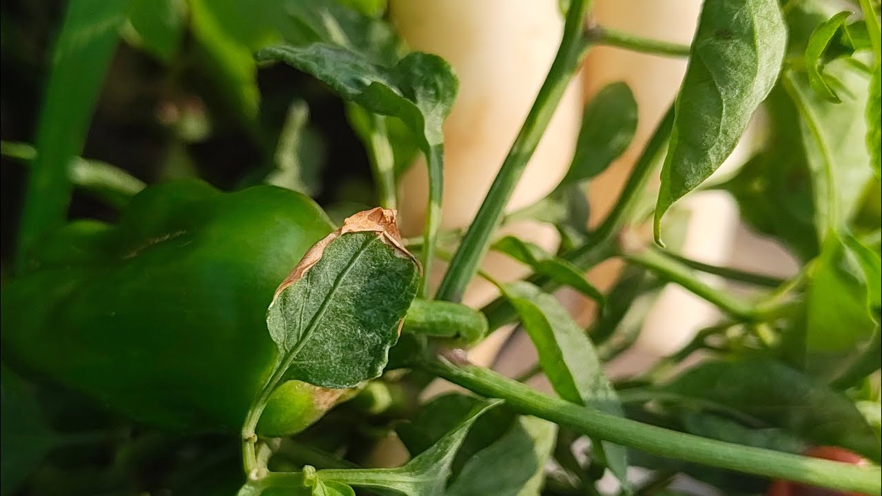Fun Food and Gardening  is live