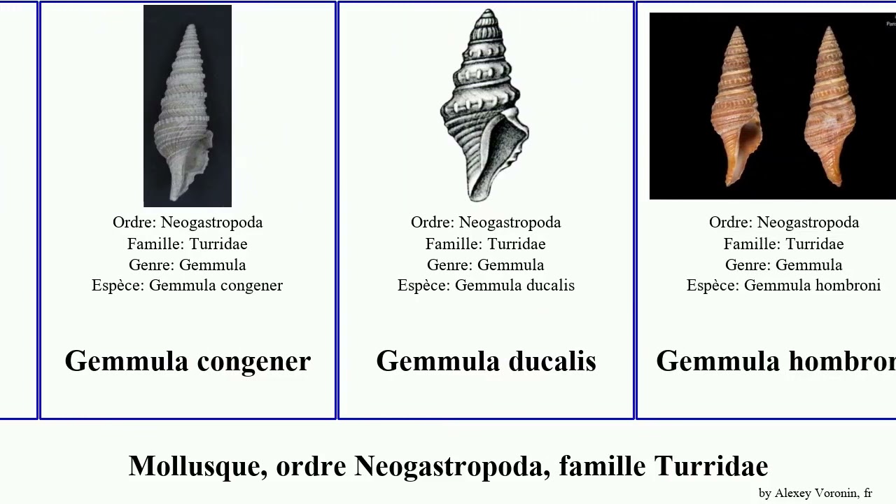 Mollusque, ordre Neogastropoda, famille Turridae gemmula ima mollusca enna congener exilis pygmaea