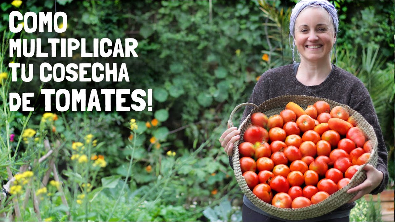 🍅MULTIPLICA TU COSECHA de TOMATES!! Poderosa Información! Poda Cultivo Trasplante Curas Tutores🍅