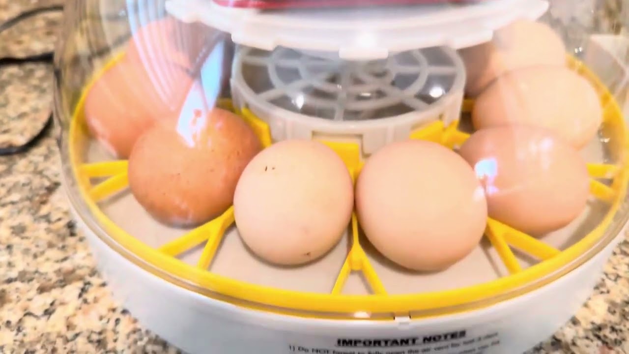 Como usar la encubadora KEBONNIXS #encubadora #pollitos