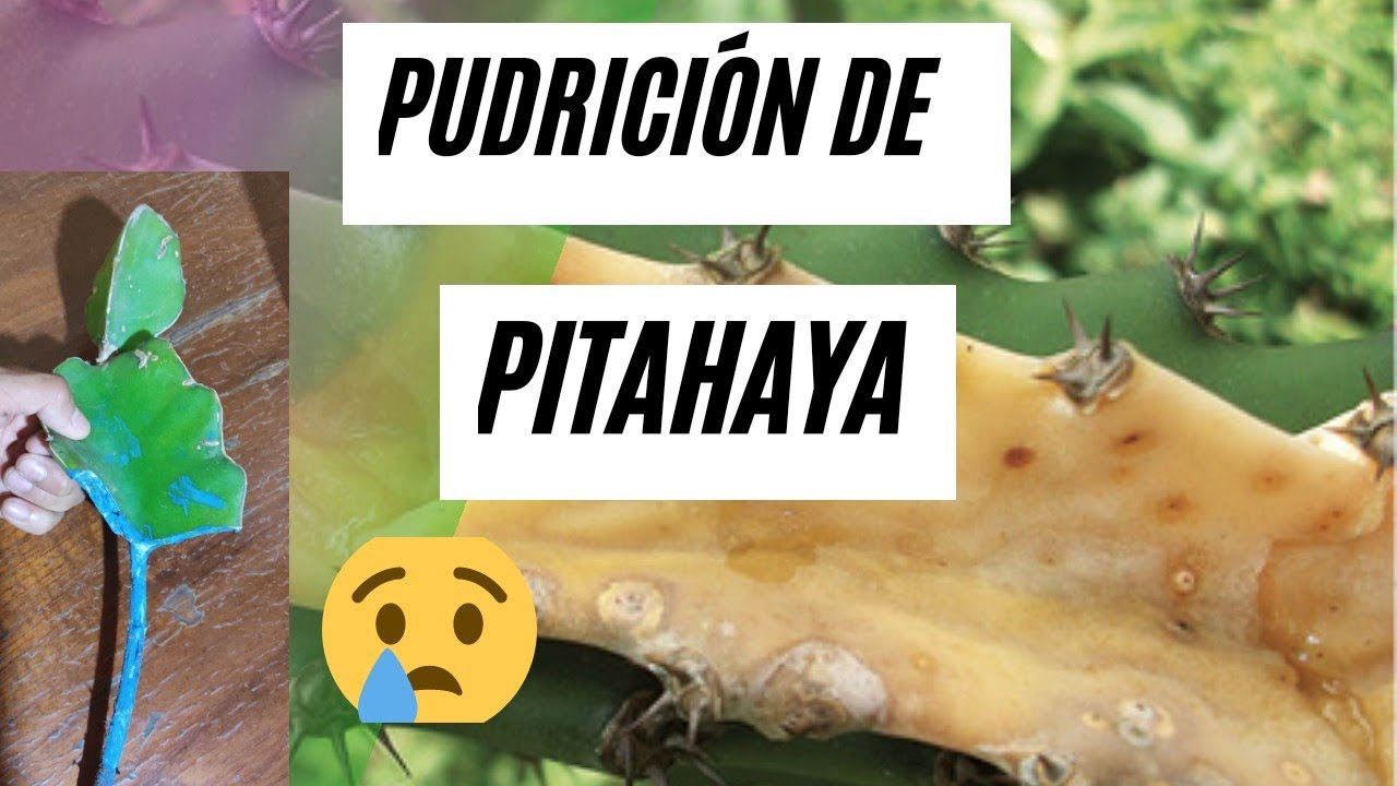 Principal enfermedad de la pitahaya, pitaya o fruta del dragón💚Fusarium😱Cómo salvar nuestro cultivo🤔
