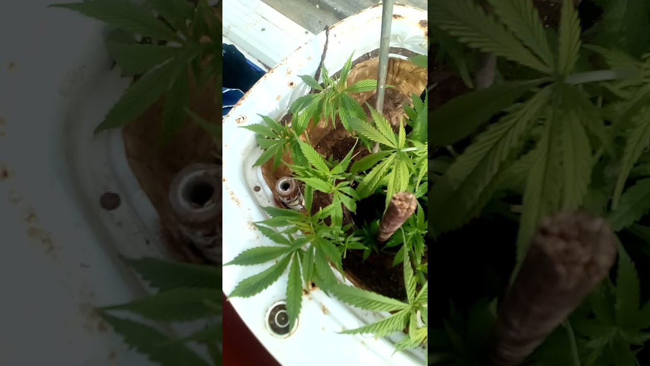 planta marihuana del pa&iacute;s ( Made in islas canarias )