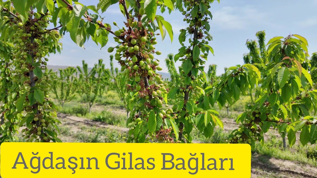 Ağdaşın  Gilas Bağları   Müasir Bağçılıq