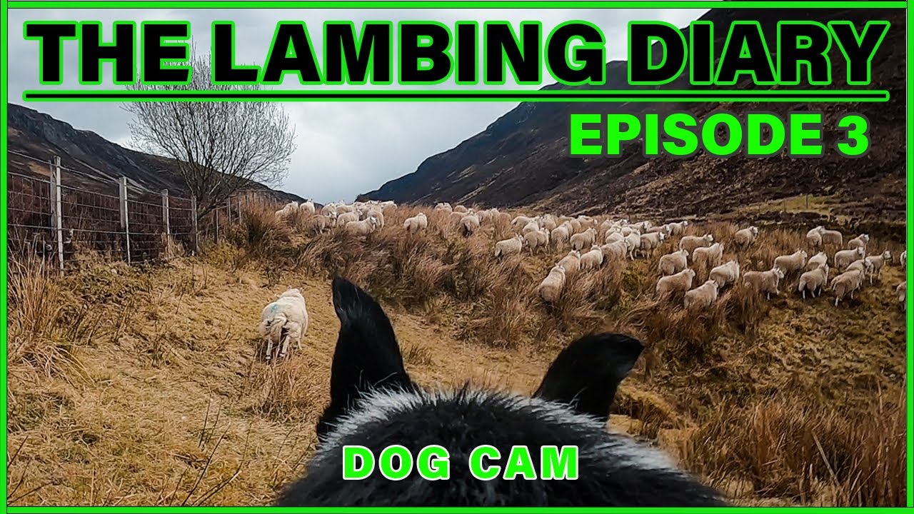 Mans Best Friend | The Lambing Diary - EP. 3 | Scottish Highland Sheep Farming