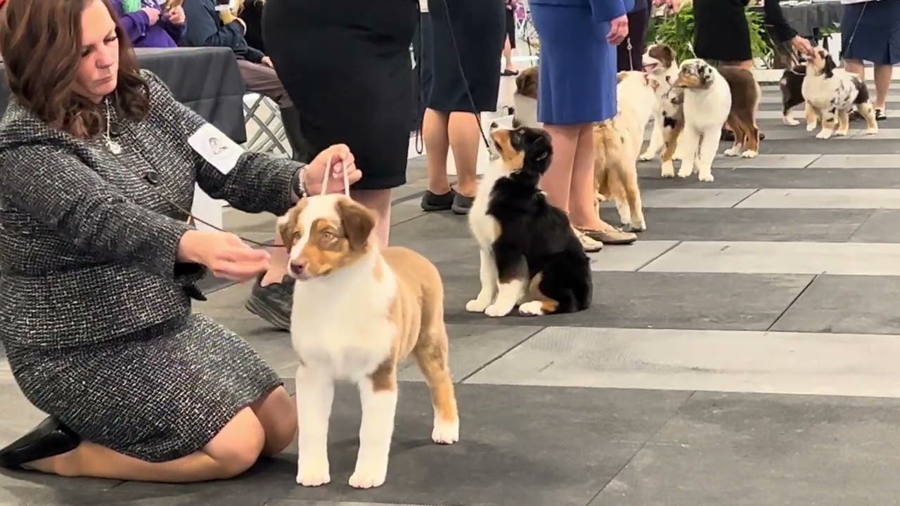 2024 10 17 ASCA National Speciality - Conformation – Intact Dogs and Winners Dog