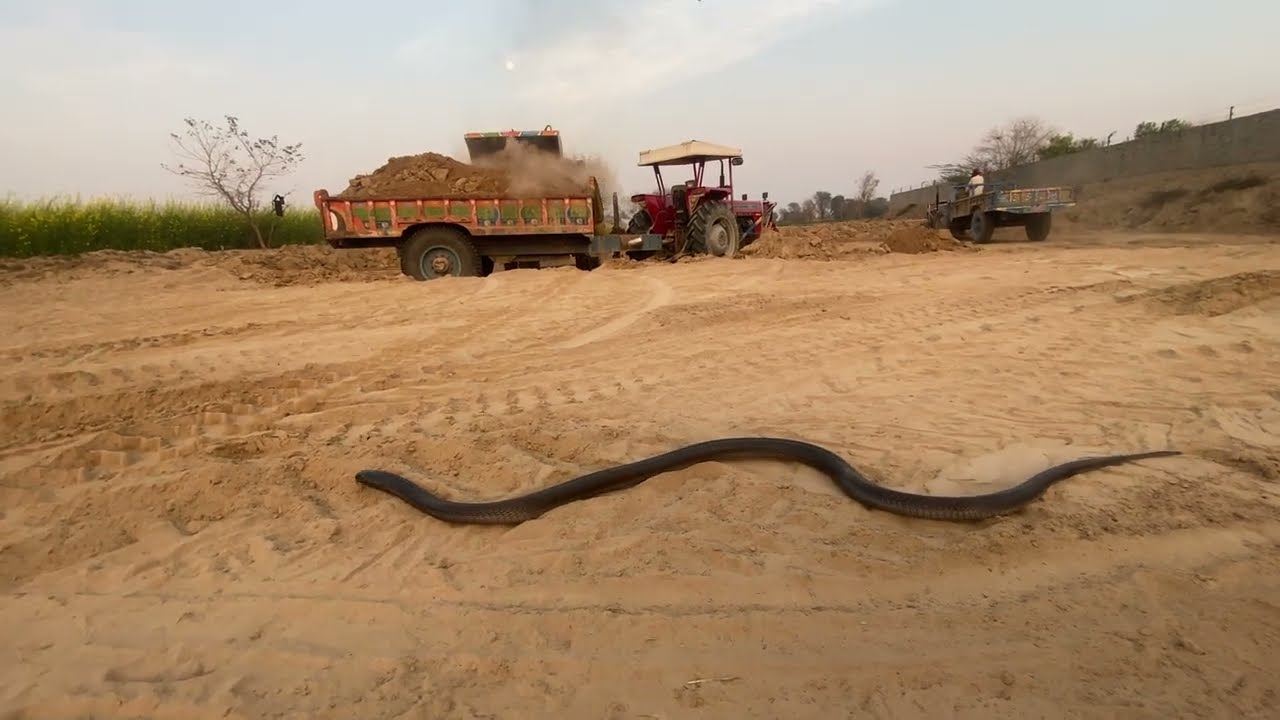 During soil loading, a venomous snake appeared in my field
