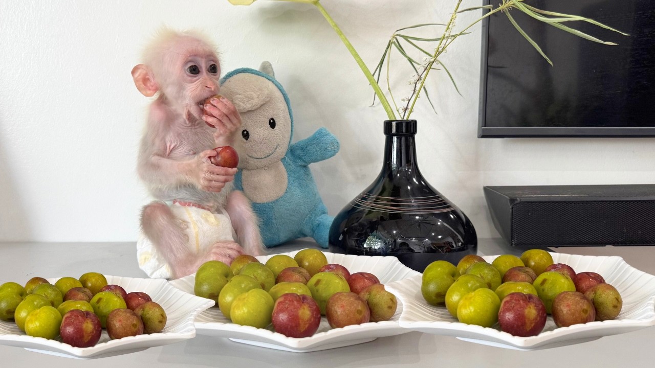You won’t believe how many plums baby monkey Baba ate! He just couldn’t stop!