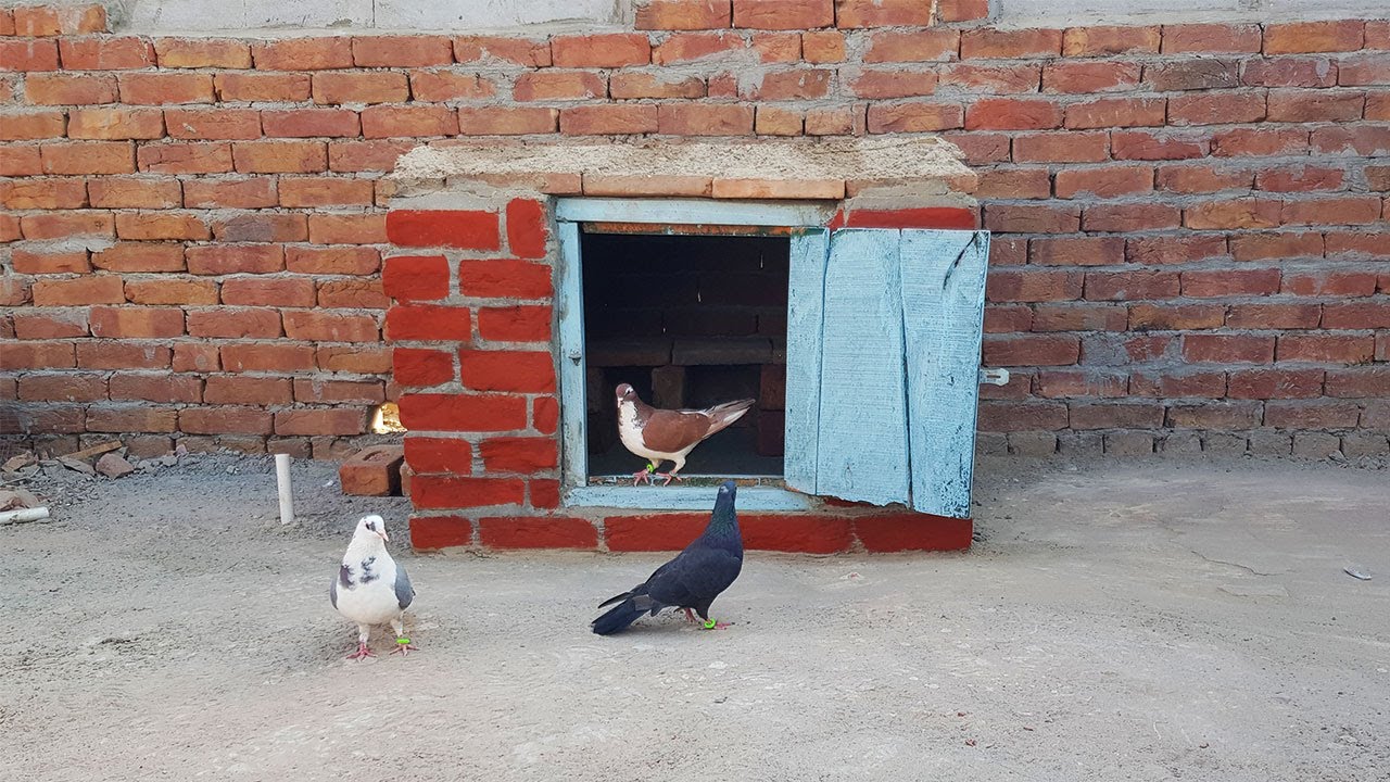 Building New Setup Mini Pigeon House with Bricks