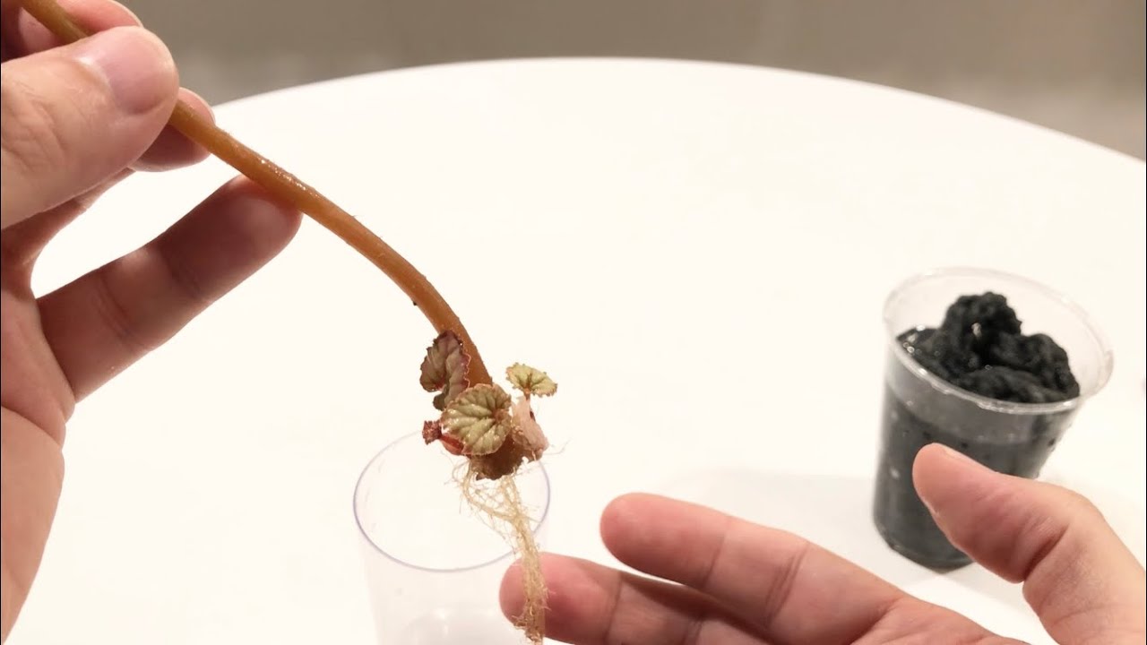 Rex Begonia Water Propagation - What To Do When Both Ends Of Your Cutting Grow Babies!
