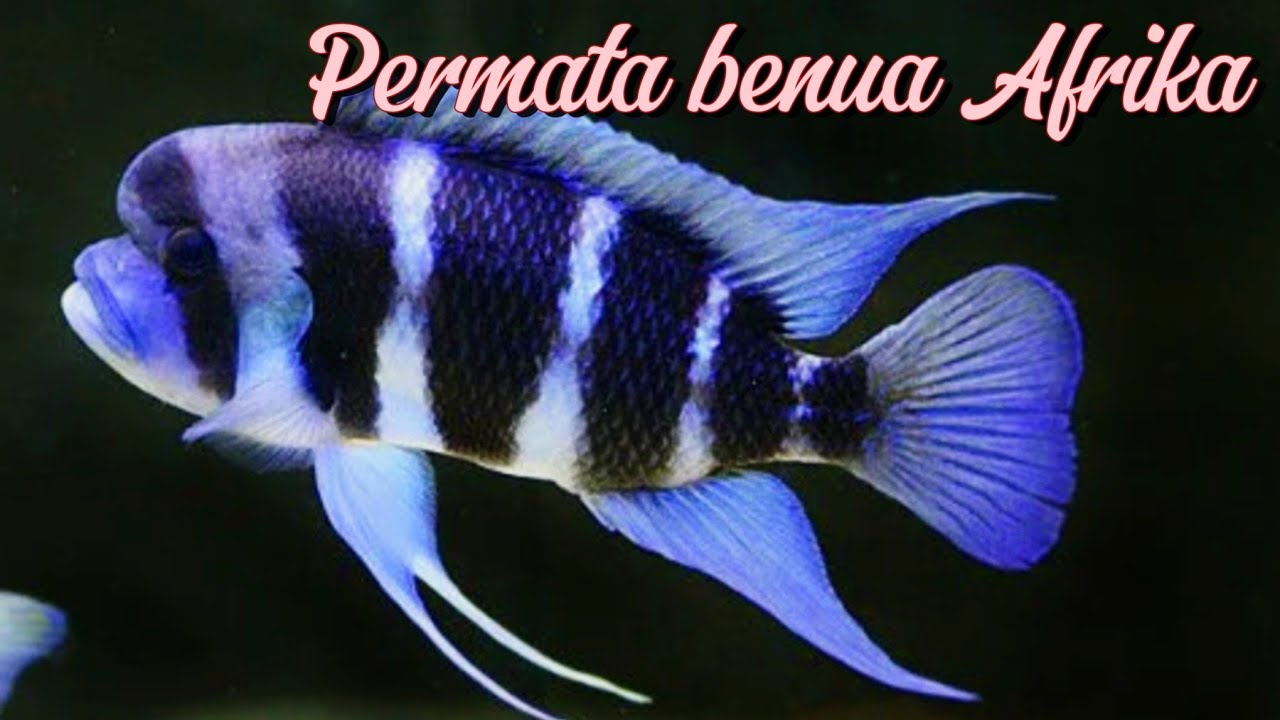 Frontosa Burundi Raja Cichlid Danau Tanganyika Pesona yang Mengagumkan!