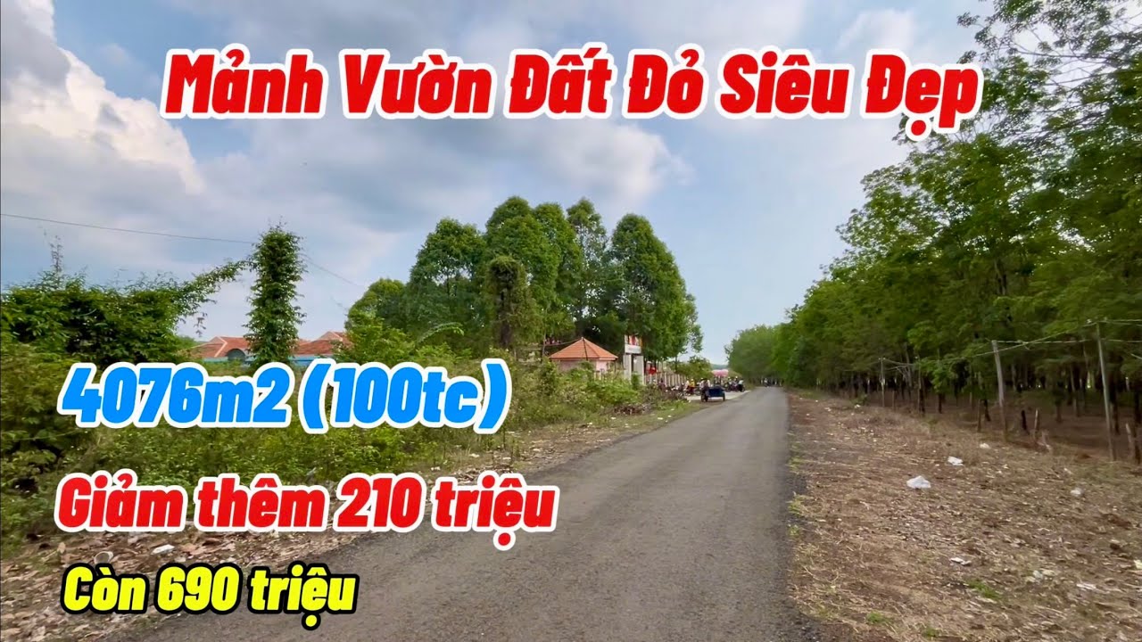 Quá bất ngờ. Chủ giảm mạnh bán nhanh mảnh vườn đất đỏ gần trung tâm quá đẹp. Gần nửa hecta chỉ 690tr