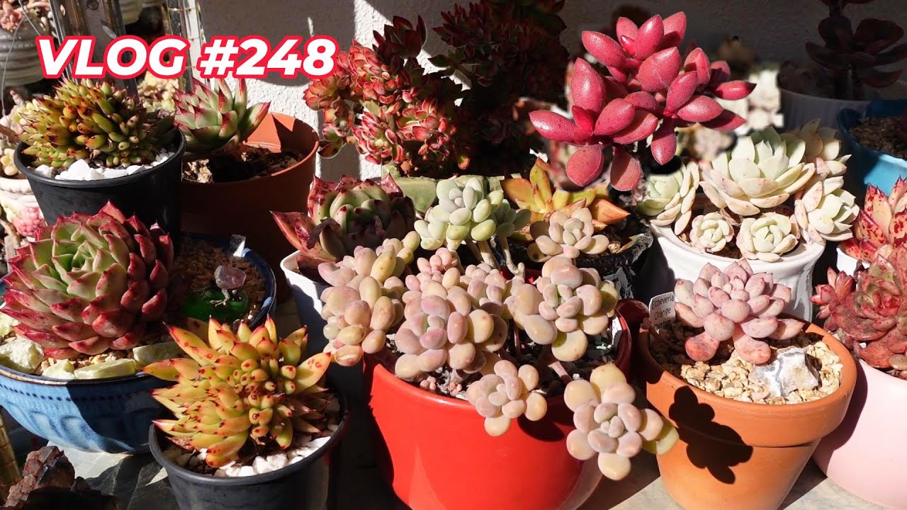 SUCCULENTS & Air Circulation | VLOG #248 - Growing Succulents with LizK