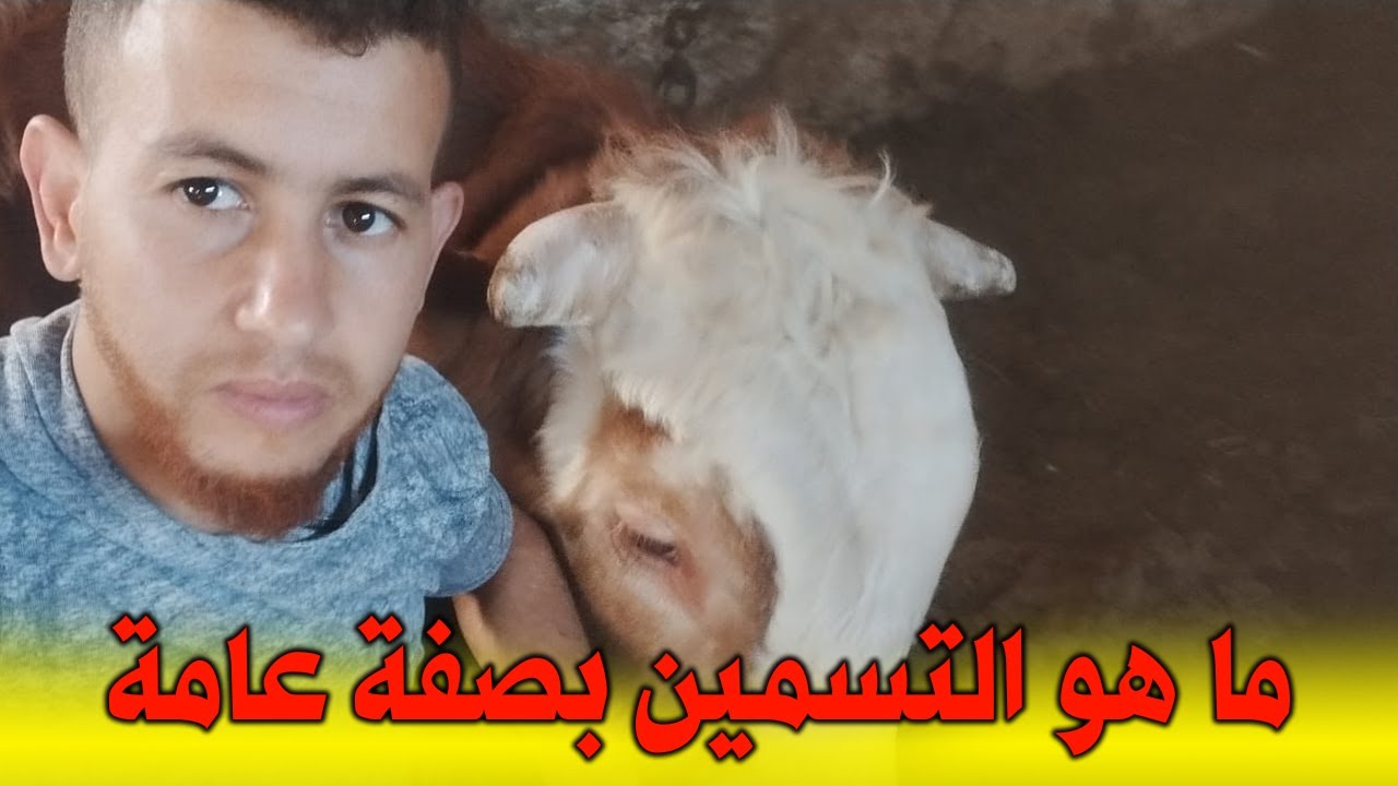 ما هو التسمين بصفة عامة