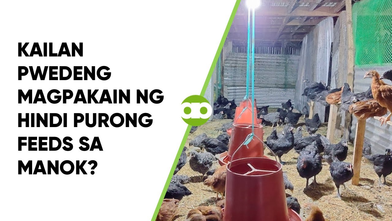 Kailan Pwedeng Magpakain ng Hindi Purong Feeds sa Manok?