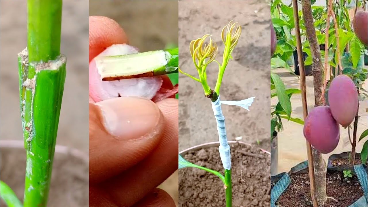 Best Natural Rooting Hormone For Mango Cutting | Best Natural Fertilizer