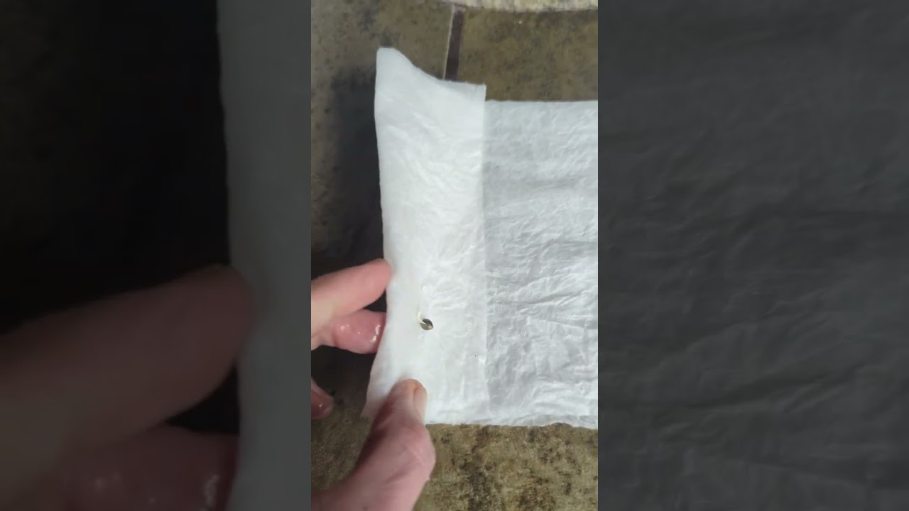 How to germinate your seeds for your springgarden #gardening#love #shorts#dog#nature 