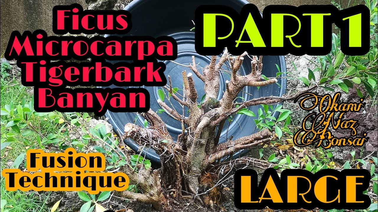 Ficus microcarpa fusion LARGE project PART 1 - bonsai trees for beginners