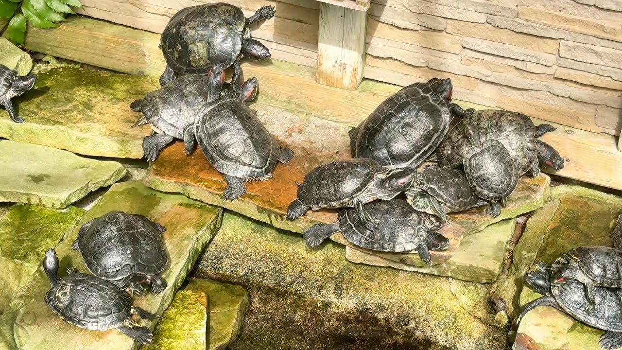 Turtles Of Allan Gardens
