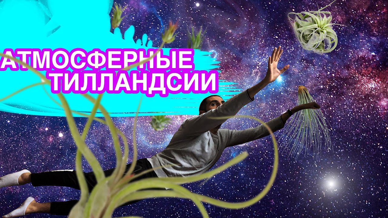 Атмосферные ТИЛЛАНДСИИ. Уход и полив