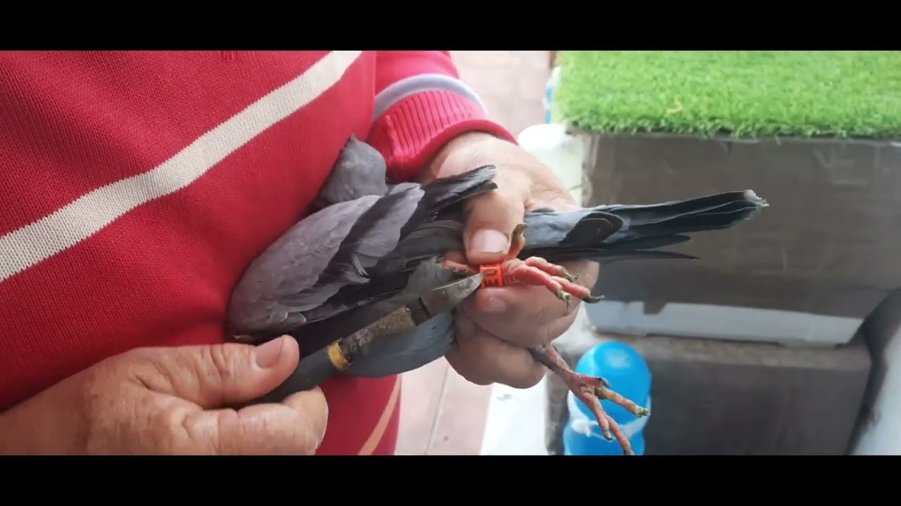 Como Anillar Palomas Adultas
